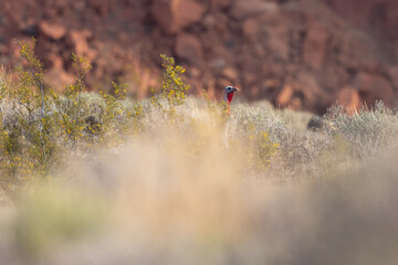 A wild turkey raises its head above the flowering creosote bushes and sagebrush, checking to see if there's any danger nearby on a sunny spring day in Confluence Park, Hurricane, UT USA. 