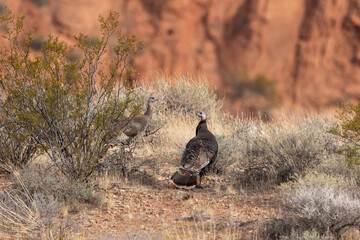 Two wild turkeys wander and forage early in the morning in the desert landscape of Confluence Park,...