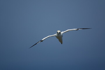 the northern gannet (Morus bassanus) UK coast in springtime