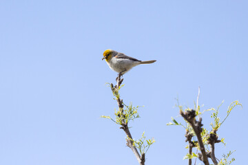 A Verdin perches on the tip of a mesquite branch in morning sun with a blue sky in the background while holding a beak full of bugs to take to the nest.