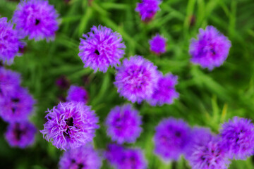 A bunch of purple flowers with green leaves. The flowers are in a field and are very pretty. Colors and shapes of nature concept. Summer bloom time.
