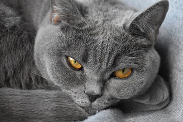 Close-up of a British Shorthair cat with striking orange eyes, showcasing its beautiful grey fur...