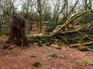 Scene in a forest park after powerful hurricane with trees fallen on the ground. Effect of a strong storm wind. Destruction caused by nature to nature. Nobody. Green and brown tone.
