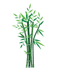 Fototapeta premium Green Bamboo Plant Vector Illustration with Stalks
