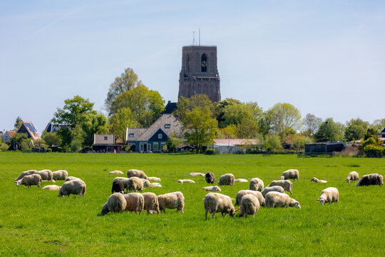 Flock sheeps on green meadow polder, Ovis aries are quadrupedal ruminant mammals typically kept as livestock, Ransdorp, Municipality of Amsterdam, North Holland, Open farm in countryside, Netherlands