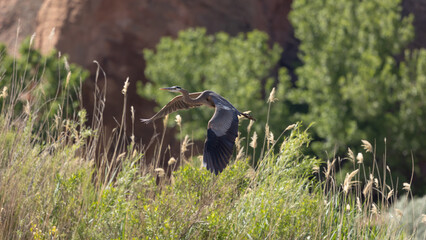 A Great Blue Heron flies low over the grass and bushes growing along the Virgin River UT USA on a sunny spring day with cottonwood trees and red sandstone cliffs in the background.