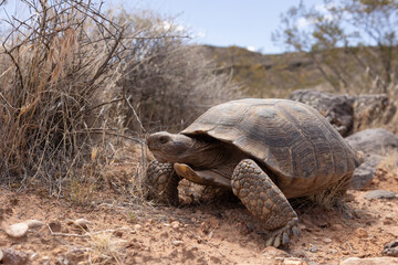 A Mojave Desert Tortoise ambles towards the camera in a wide angle portrait set in the arid desert...