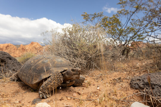 Wide angle photo of a Mojave Desert Tortoise on a spring day in the desert of Confluence Park, Southern Utah USA with red sand, black rocks and desert bushes, rugged sandstone ridge and white clouds.