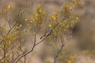 A Blue-Gray Gnatcatcher looks upward while it hunts among the flowers of the creosote bushes for small insects on a sunny spring day in Confluence Park in Southern Utah USA. 