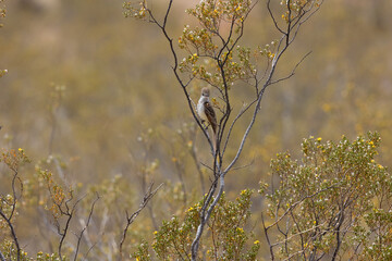 An Ash Throated Flycatcher looks towards the camera as it perches in a flowering creosote bush in overcast light on a spring day in the desert environment of Confluence Park UT USA.