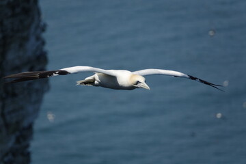 northern gannet (Morus bassanus) UK coast in spring