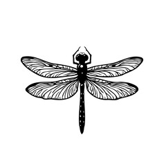 Elegant monochrome dragonfly illustration presenting delicate wing venation artwork