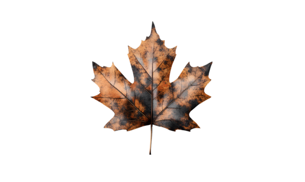  Maple leaf in autumn, isolated on a transparent background, PNG file