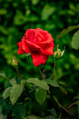 Beautiful red rose, Fresh garden flowers background image