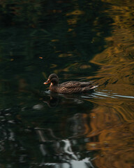 duck swimming in the water