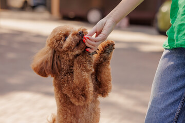 Cute poodle reaching for treat during training, standing with paws up in street setting.