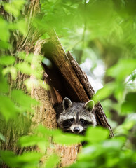 cute raccoon in the tree