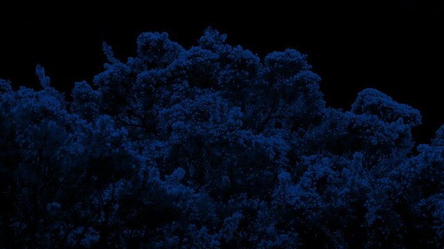 Mountain Bushes In The Wind At Night