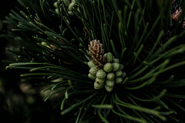 pine cones on a tree