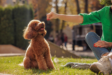 Obedient poodle sitting and waiting for treat, focused on hand in sunny park training moment.