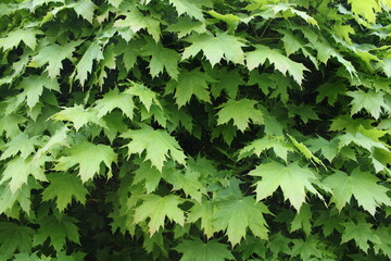 green maple leaves