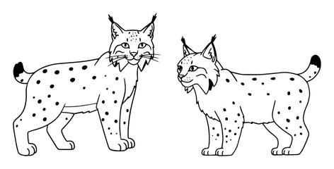 two lynxes standing wild cat vector outline drawing © Anna
