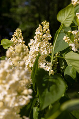 a spring park with blooming yellow lilac flowers in the spring season closeup, illuminated by sunlight