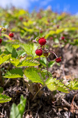 large number of strawberries with ripe small berries, view from below