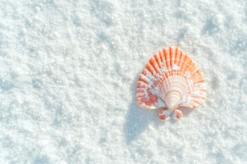 Seashell on white sand beach; summer vacation background