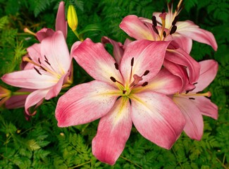 Pink Asiatic Lilies in Bloom