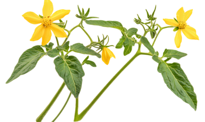 Solitary, a tomato plant with yellow flowers on a white background, PNG transparent