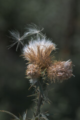 Samen einer verblühten Distel
