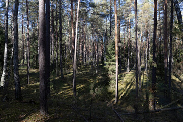 part of a forest with different types of trees in sunny weather