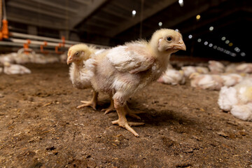 broiler chickens are grown for industrial meat production closeup, The chick looks at the camera