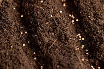 planting radish seeds in soil, a plot of land mixed with peat in which radish seeds are planted, closeup