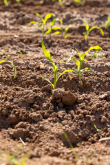 monocultural field with fresh corn sprouts in fertile soil with fertilizers, rows of green young corn close up
