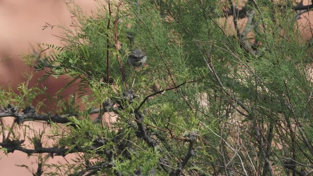 4k video of a Verdin hopping around in the branches of a mesquite tree with a Yellow Warbler hiding farther back on a sunny spring day in Confluence Park, UT USA.