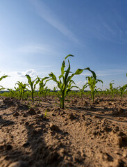 corn sprouts against a blue sky, corn on fertile soil