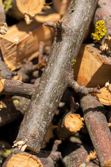 cherry wood for barbecuing or food on the fire, closeup