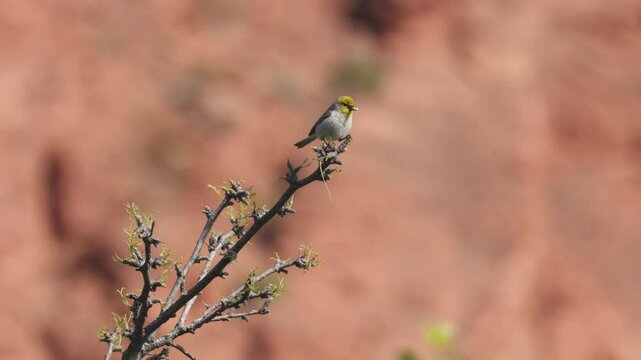 A Verdin chirps while holding onto a seed as it perches on the highest branch of a mesquite tree on a sunny spring day in Confluence Park, in the desert of Southern UT USA.