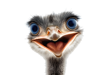 Funny ostrich smiling portrait.