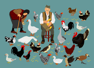 Balkan grandfather and grandmother feeds poultry. Village farmer feeding goose, turkey, duck chicken. Hungry farm animal eat organic food. Vintage folklore old man villager shelling corn cob by hands.