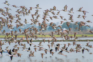 A flock of Sandpiper birds in synchronized flight over a calm natural lake, their reflections mirrored in the water, capturing the essence of freedom, nature, and peaceful wilderness