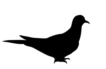 Pigeon vector silhouette illustration isolated on background. Cartoon dove bird shape shadow symbol.