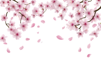  White background, pink sakura petals falling at the bottom of the frame, transparent PNG with a white border.  