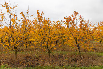 a lot of cherry trees with falling autumn foliage in cloudy weather