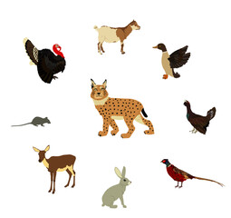 Cunning hungry lynx lurks prey vector illustration isolated. Wild cat animal predator. Bobcat hunting prey farm poultry danger. Rabbit, rat, pheasant, grouse, fawn, duck, turkey, goatling, deer, goat.