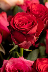 a group of red rose flowers for making bouquets for a gift, side view