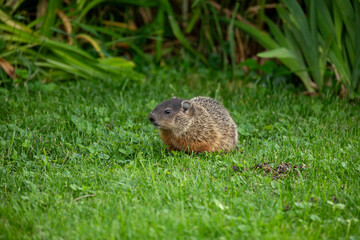 A groundhog scooting around a grassy area on the shore of a river in western Ontario.