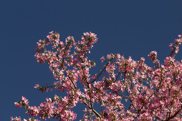 Vários galhos carregados de flores de paineira contrastando com o céu azul.